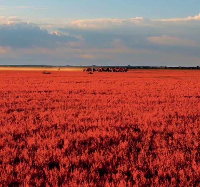 居延海红草地