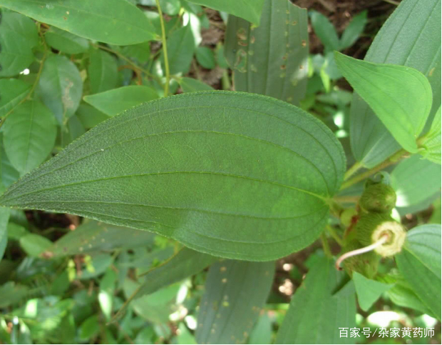 荒野维生野菜系列——毛稔_百科TA说