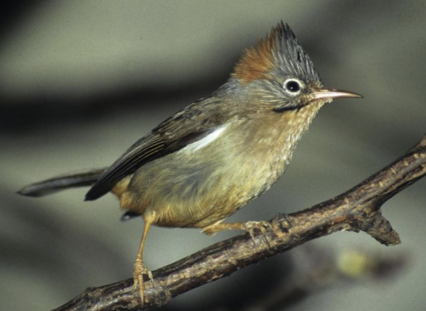  i>yuhina occipitalis /i>)是画眉科,凤鹛属小型鸟类,体长12-14厘米
