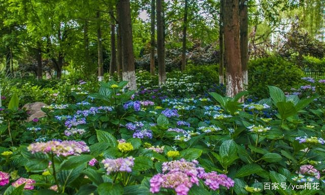 街上鲜花盛开满城东 梦幻绣球花展现了她迷人的外表 百科ta说