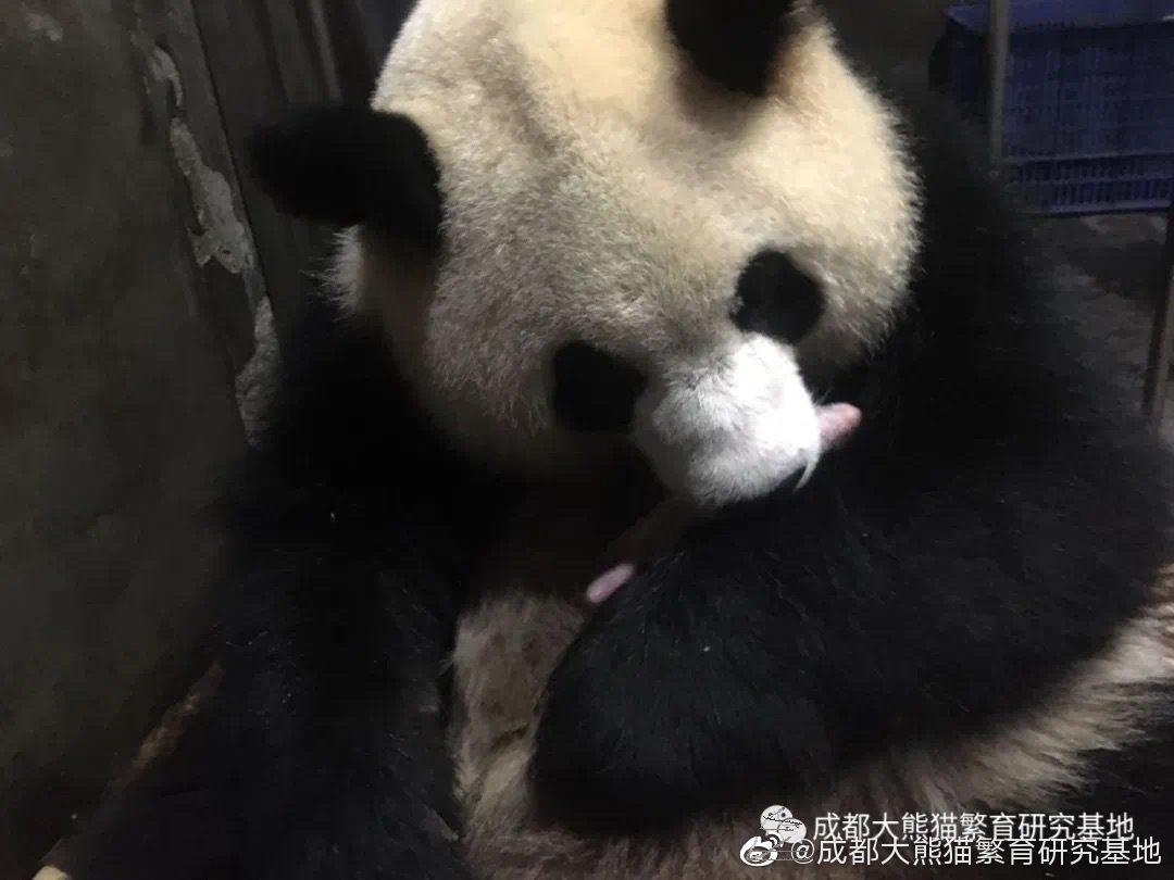 大熊猫体重 全网资源