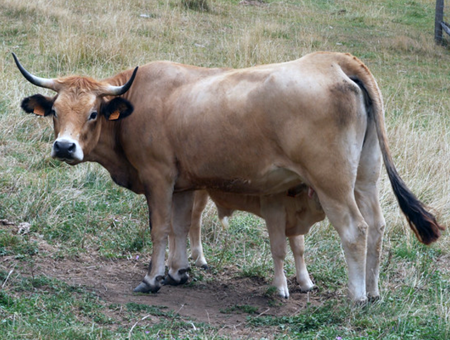 家牛