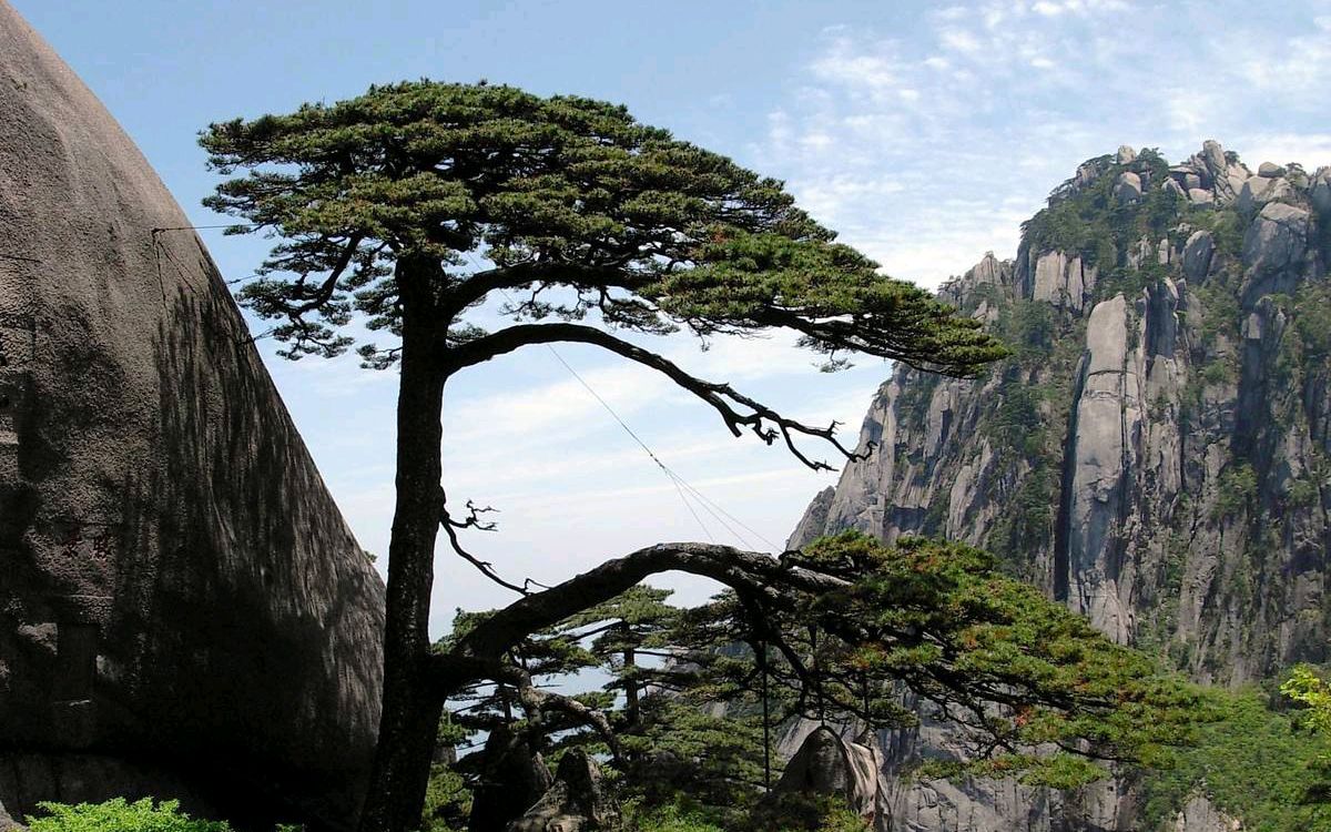 古诗中比较常见的几种植物-松树、柳、梧桐、铁树_百科TA说