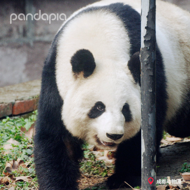 大熊猫莉莉