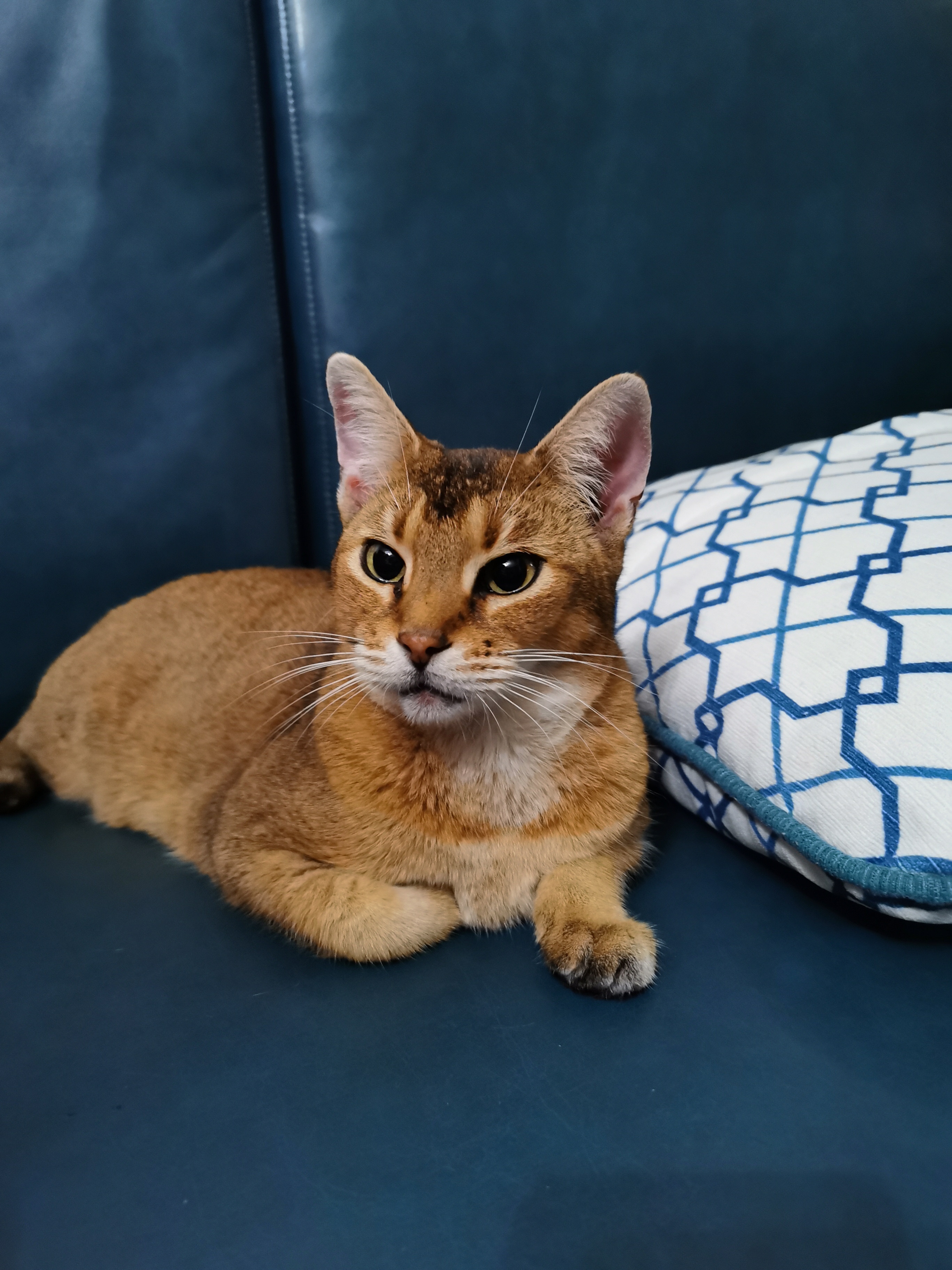  p data-id="gnwhvsdbez">非洲狮子猫,一种有一