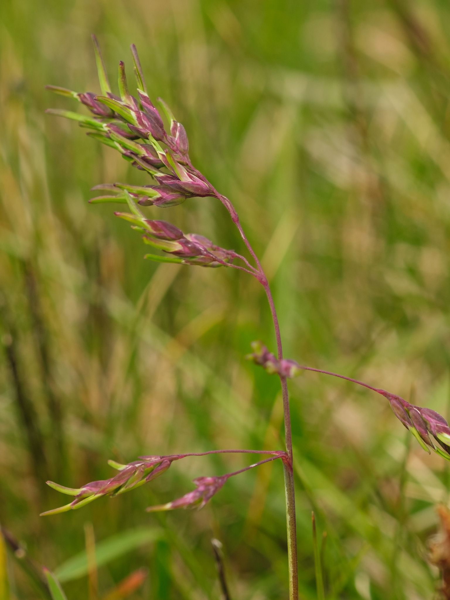 是禾本科,早熟禾属多年生草本植物.秆直立或斜升.