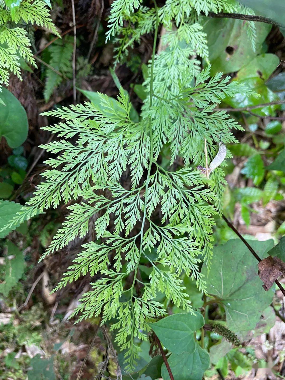 kunze)是凤尾蕨科金粉蕨属的多年草本植物.