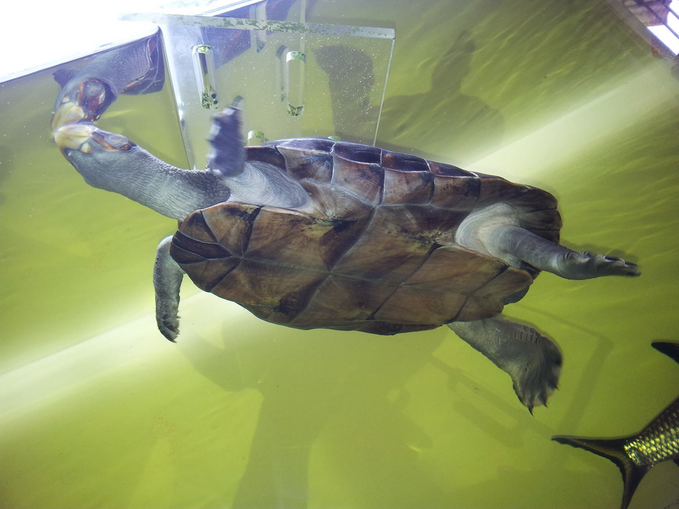 颈龟(学名: i>podocnemis unifilis /i>)是侧颈龟科,南美侧颈龟属动物