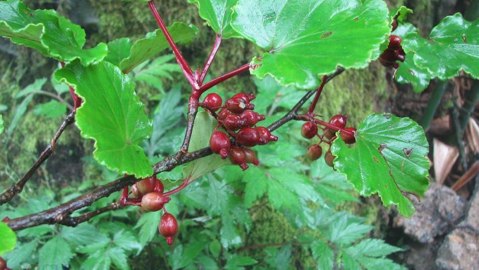  p>湖南茶藨子(学名:ribes hunanense c. y. yang et c. j.
