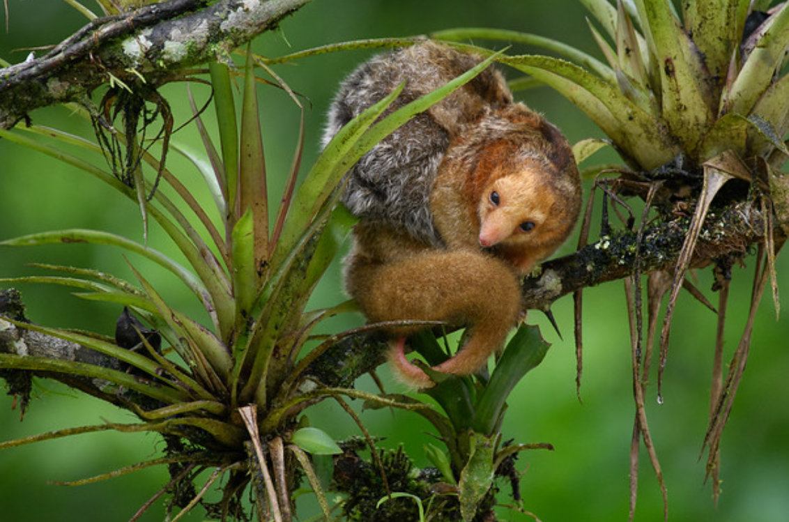  i>cyclopes didactylus /i>):是哺乳纲,披毛目,侏食蚁兽科的单科物种