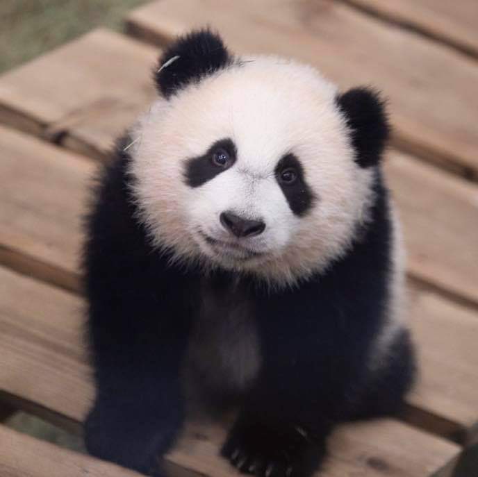 大熊猫梵星