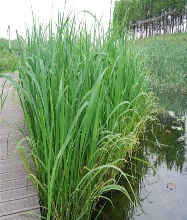 野茭白