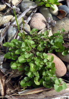 Cardamine corymbosa_百度百科