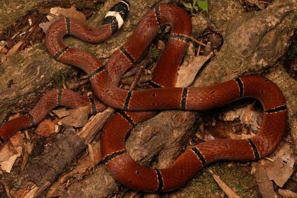  p data-id="gnauyv0c8z">福建华珊瑚蛇(学名: i>sinomicrurus