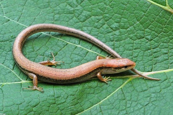 山滑蜥平利亚种