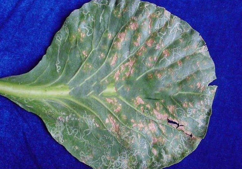 href="/item/甘蓝/631584" data-lemmaid="631584">甘蓝 /a>的病害