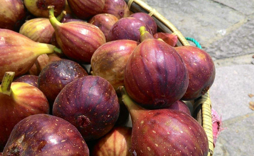  p>无花果(学名: i>ficus carica  /i>linn.)是桑科,榕属植物.