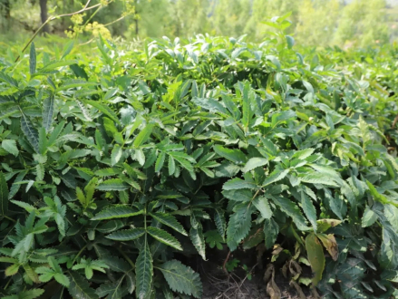 羌活（伞形科羌活属植物）_百度百科