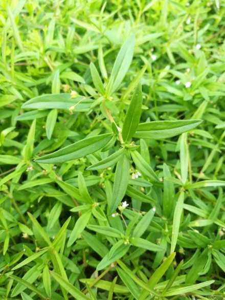 白花蛇舌草（茜草科蛇舌草属植物）_百度百科