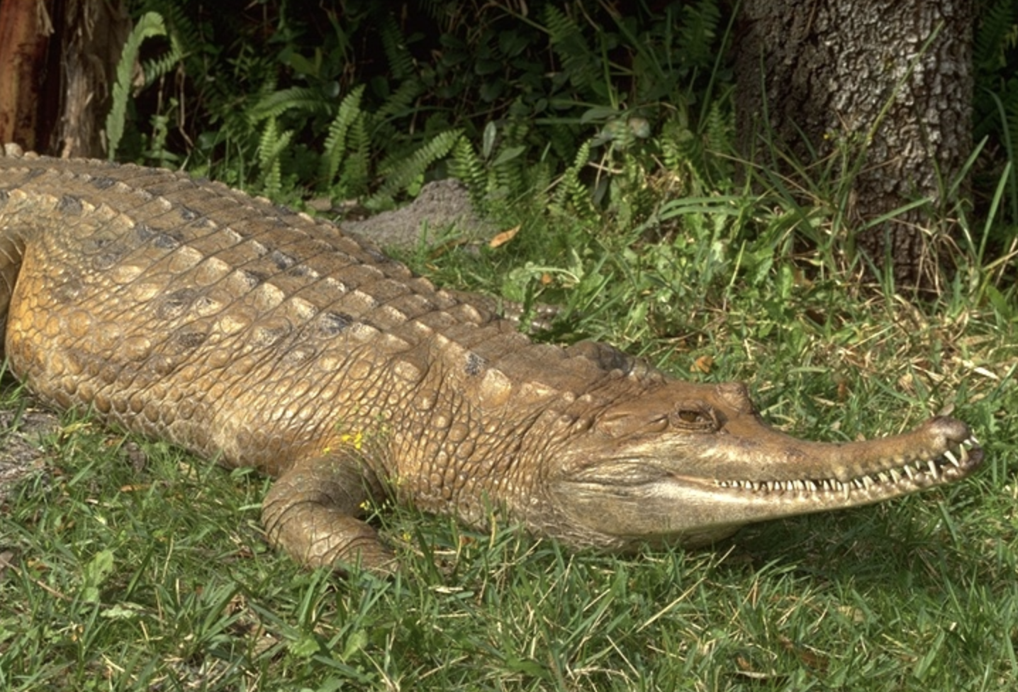  p>马来鳄(学名: i>tomistoma schlegelii /i>)是长吻鳄科,马来长吻鳄