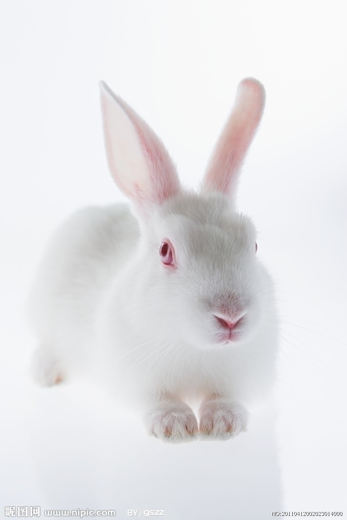 也叫变色兔,它的毛会因季节变化而变化,是一种保护自己免受天敌伤害的