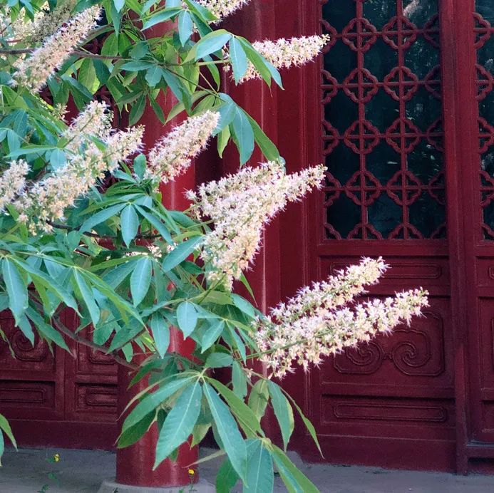 从乾隆御制诗里看香山植物——七叶树_百科TA说