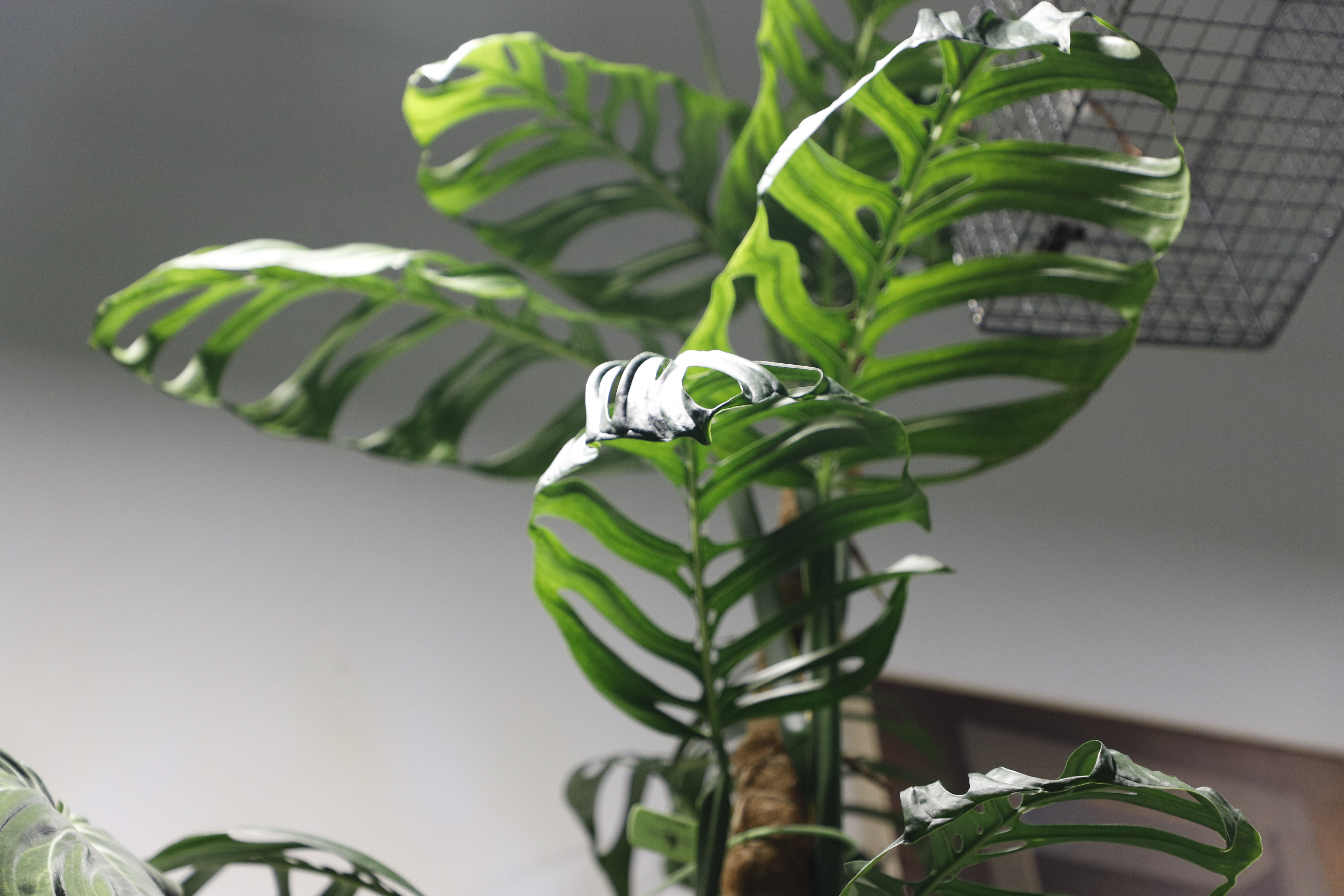  p>龟背竹 i>(学名:monstera deliciosa liebm.