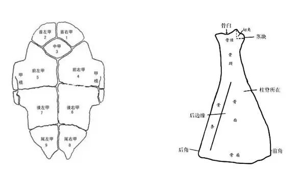 国博年度大展“证古泽今——甲骨文文化展”10月22日启幕_百科TA说