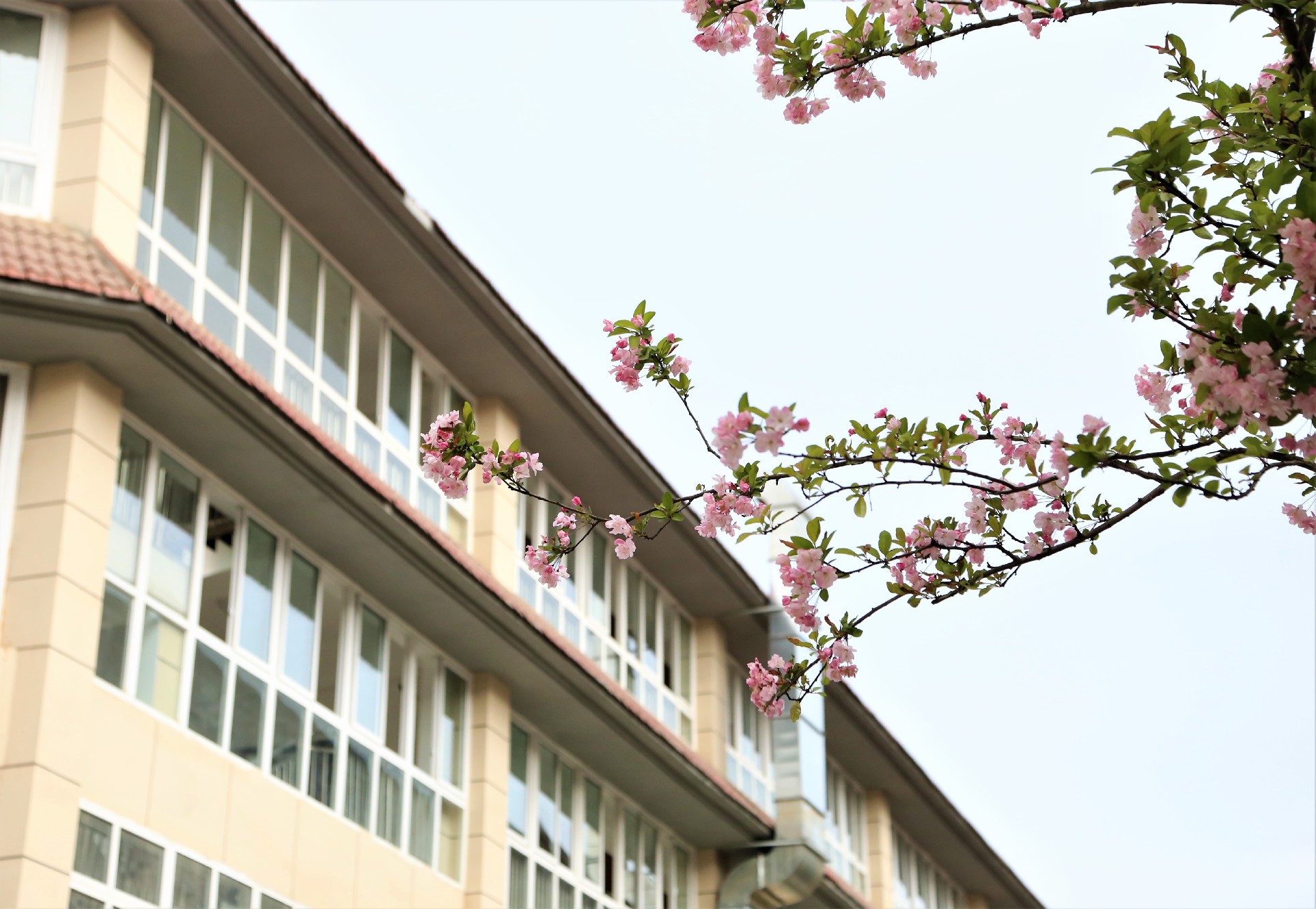 眉山东辰国际学校