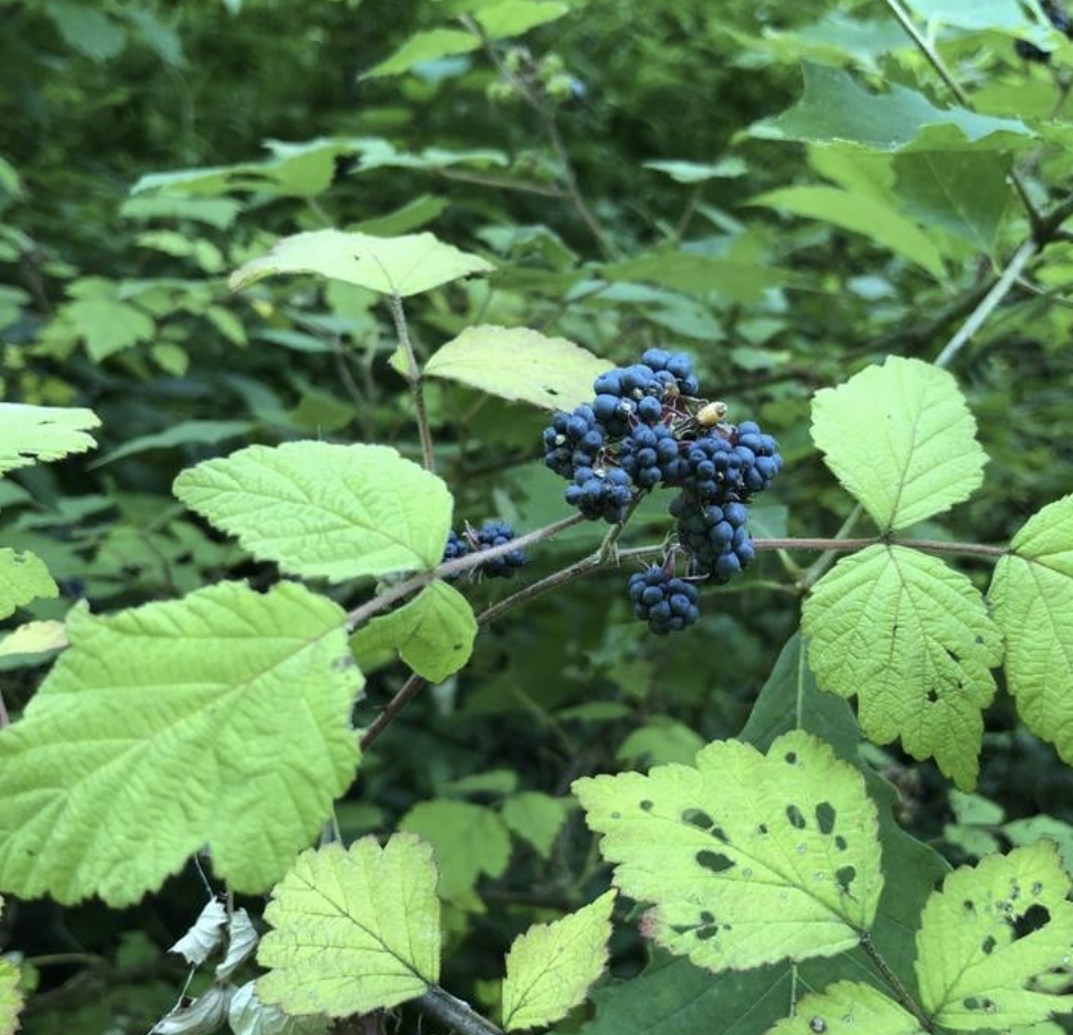  p>喜阴悬钩子(学名: i>rubus mesogaeus /i> focke)是蔷薇科,悬钩子