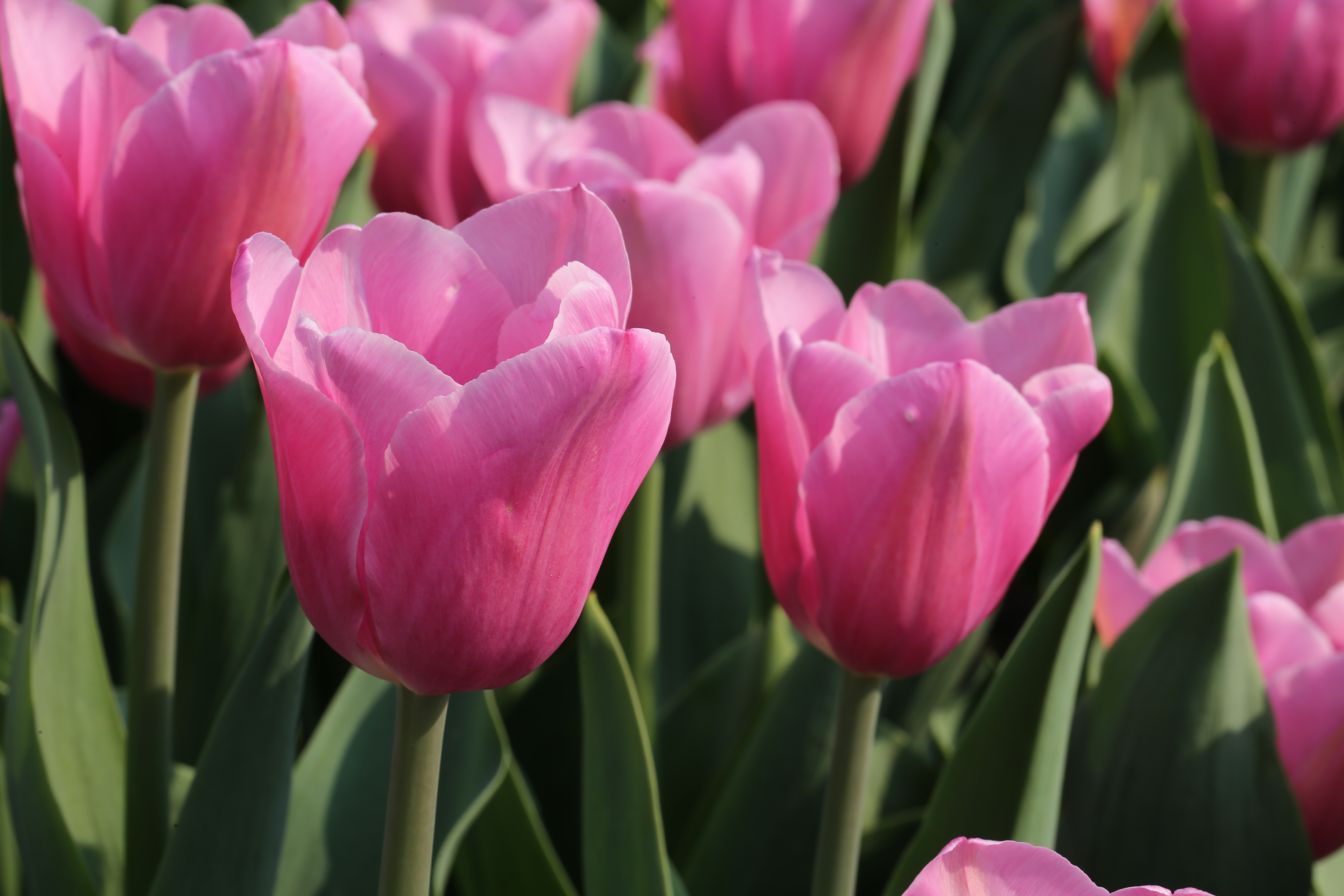  p>郁金香(学名: i>tulipa gesneriana /i> l.
