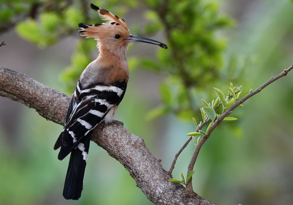  p>马岛戴胜(学名: i>upupa marginata /i>):是戴胜科,戴胜属的 a