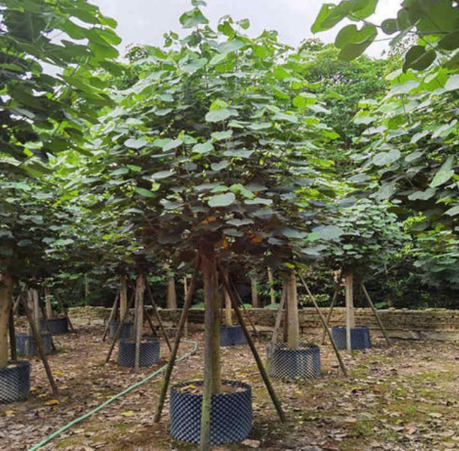 要如何才能养好一株素净健康的黄槿呢？_百科TA说
