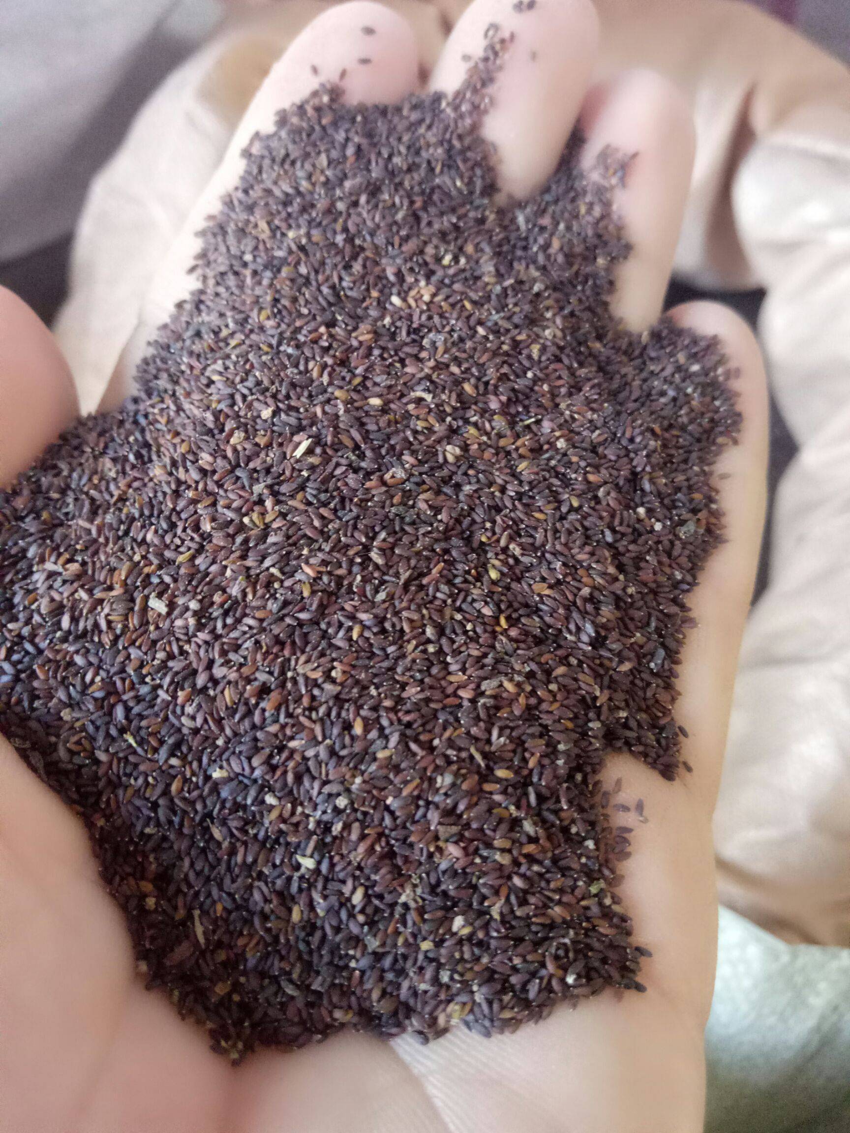 57wvatfy">淄春白二号是 a target="_blank" href="/item/种子/33106"