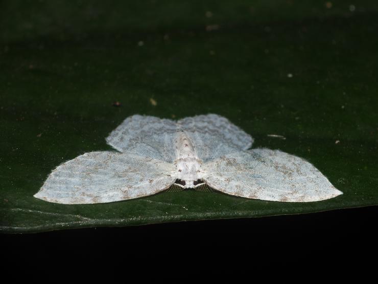 et wang,1988), a target="_blank" href="/item/钩蛾科/10081547"