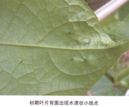 南瓜细菌性叶枯病