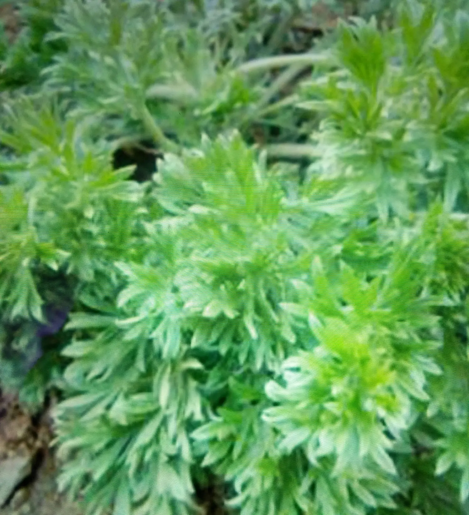 菌陈蒿
