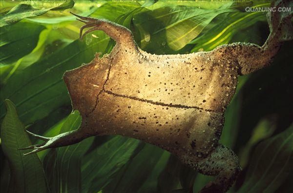  p> b>负子蟾 /b>是多种分布于南美洲和非洲的原始 a href="#" data