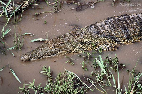  p>尼罗鳄(学名: i>crocodylus niloticus /i>),是非洲最大的鳄鱼和最