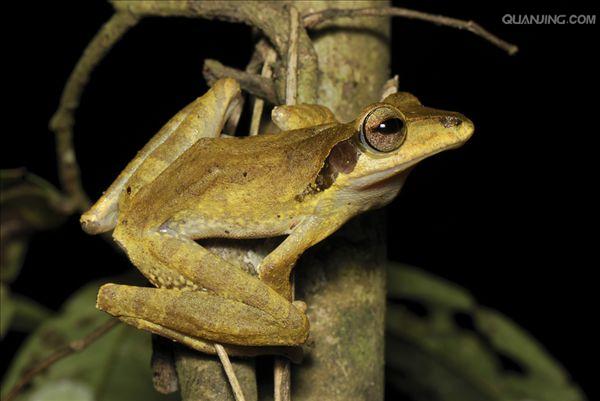 树蛙