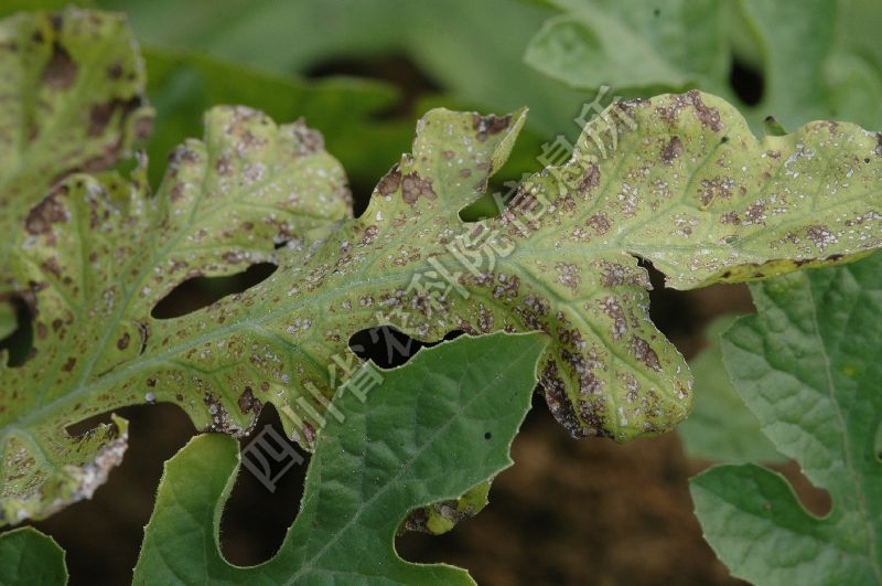 西瓜角斑病
