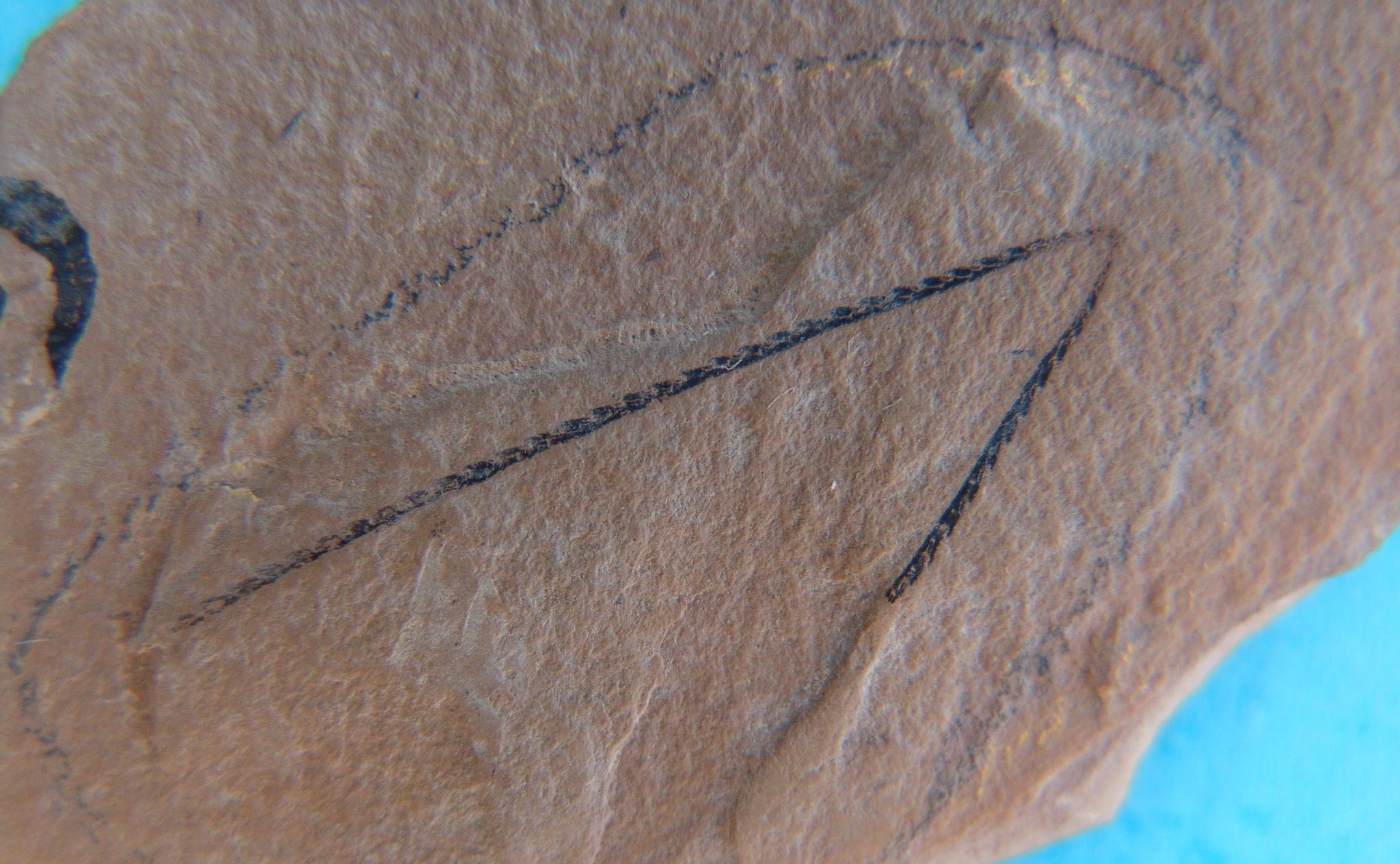 正笔石式树形笔石亚目