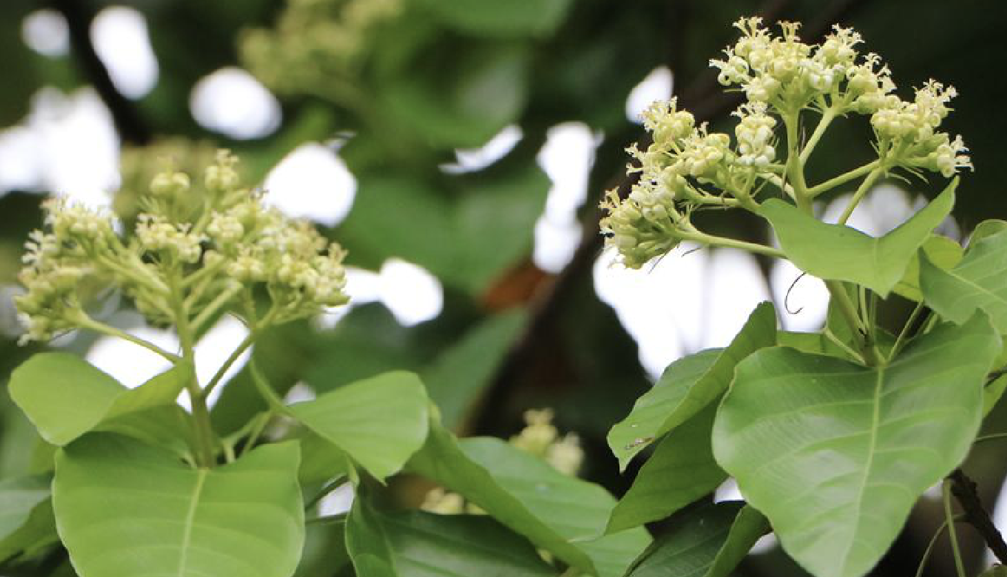 deutzianthus tonkinensis gagnep.