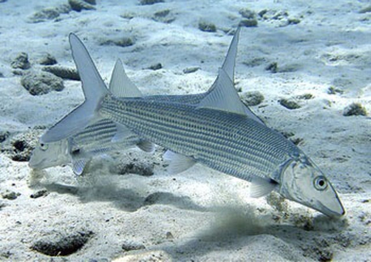  p>海鲢目是 a href="#" data-lemmaid="10076599">辐鳍鱼类 /a>中的