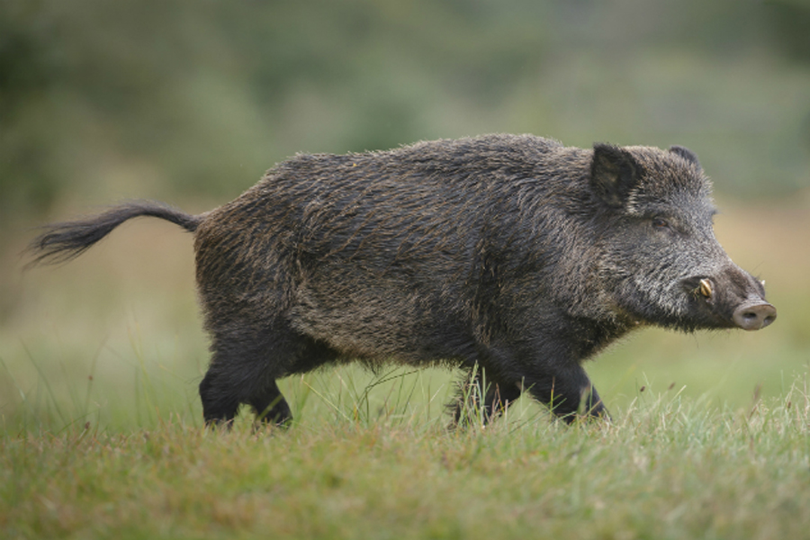 欧亚野猪
