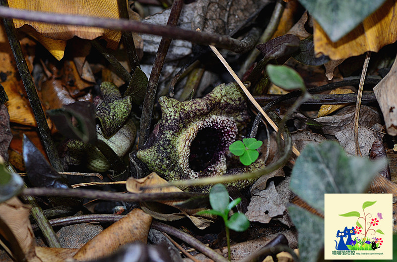  p>青城细辛,别名:花脸细辛,花脸王,翻天印,拉丁文名:asarum