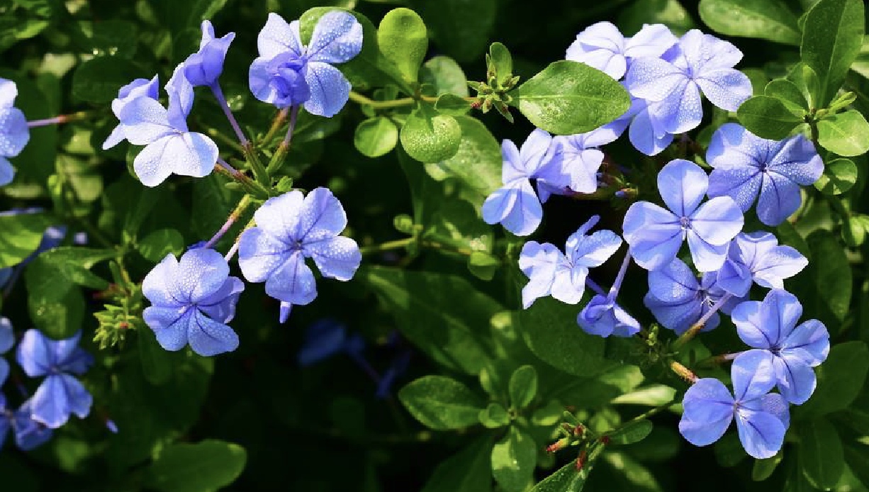  p>蓝花丹(学名: i>plumbago auriculata /i> lam.