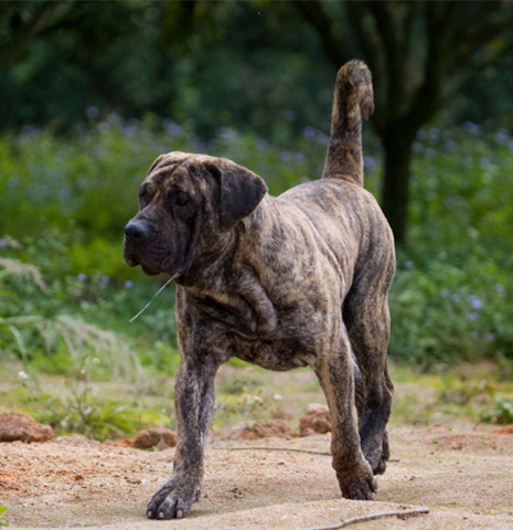qsbqr3wbcw">加纳利犬是食肉目犬科犬属哺乳动物,又称西班牙加纳利犬