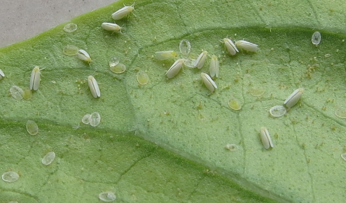  p>粉虱科(学名:aleyrodidae)是半翅目粉虱总科的刺吸式 a href="#"