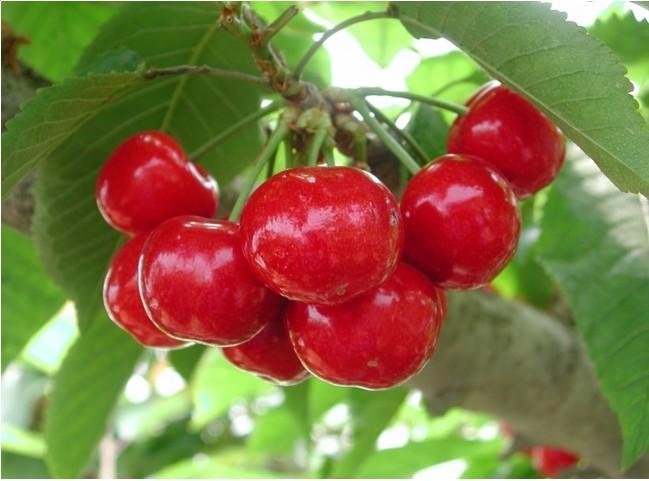  p>荣成大樱桃,山东省威海市 a target="_blank" href="/item/荣成市